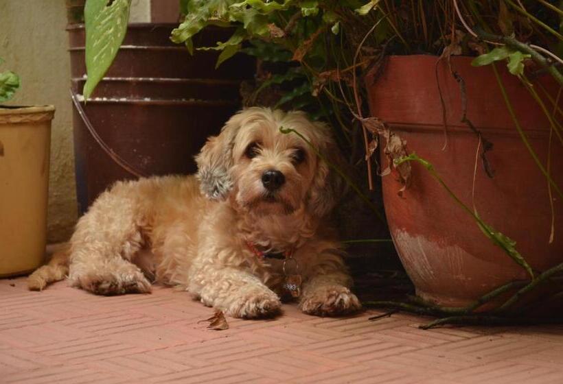 هتل Pool House Hostel