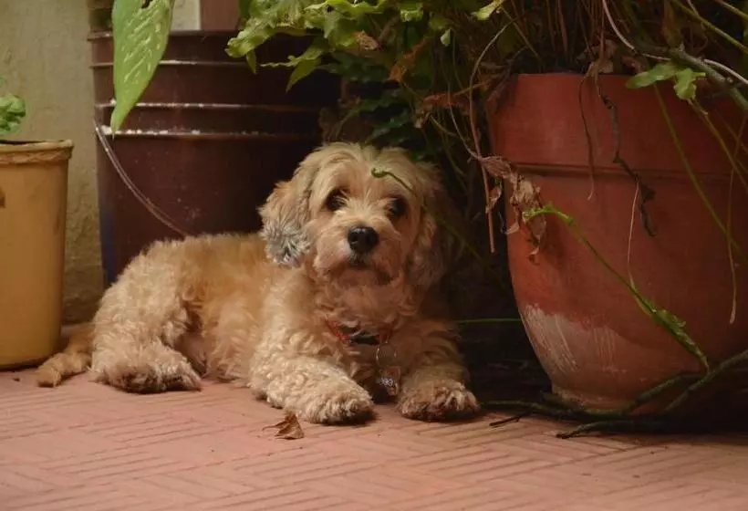 هتل Pool House Hostel