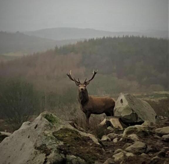 Pensionat Southpark House