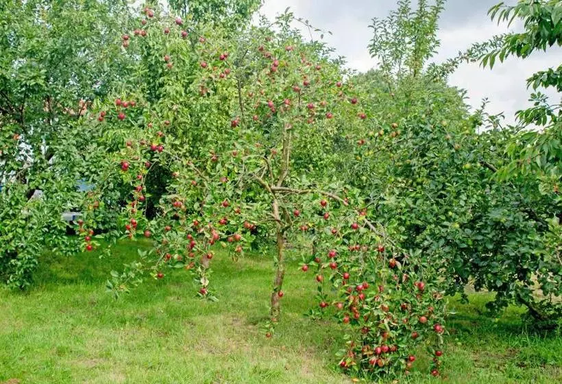ホテル Ferienwohnungen Auf Dem Pommernhof
