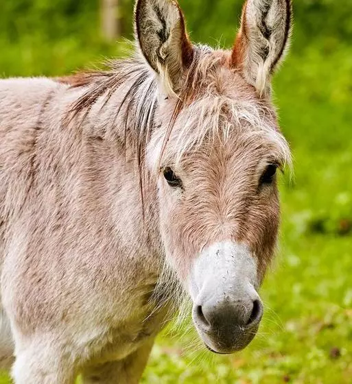 Pension Haus Am Einberg