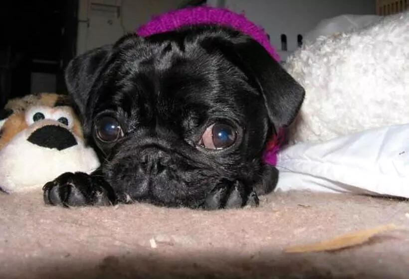 Majatalo Bauer Schmidt Weilerbach Bauer`s Budget