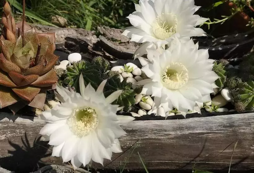 ホテル Dream Resort