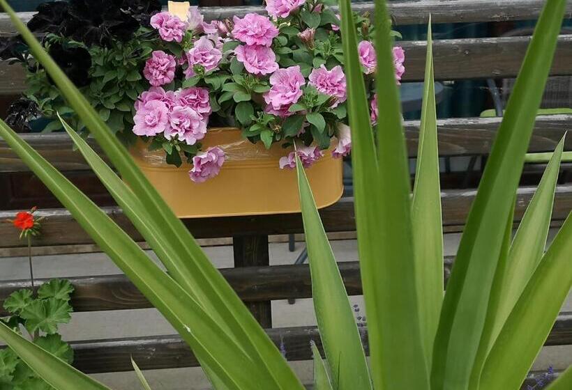 ホテル Dream Resort