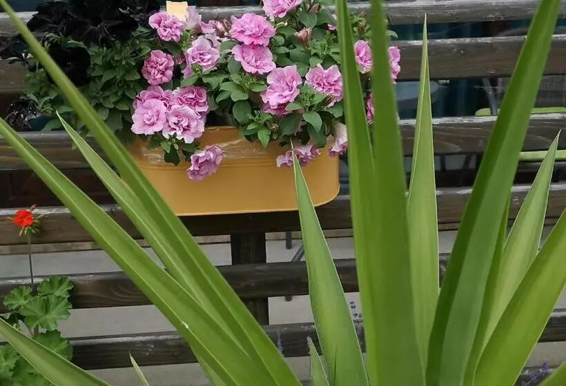 ホテル Dream Resort