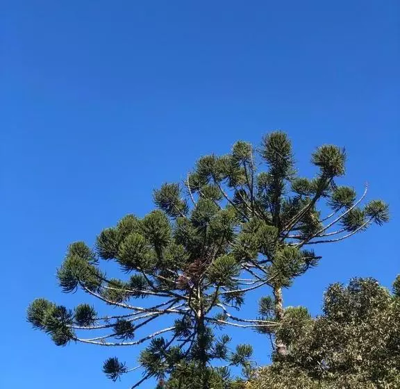 ペンション Cores E Flores Da Serra Pousada De Charme