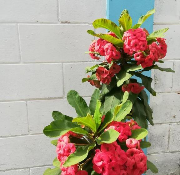 هاستل Presidents Inn Trinidad