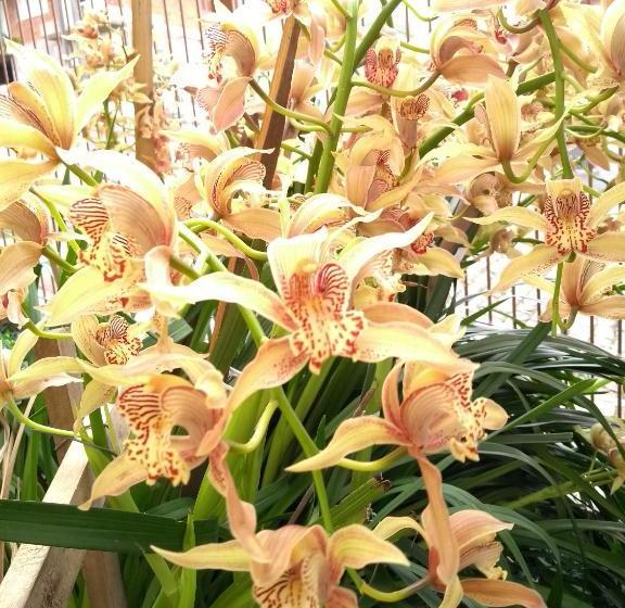 Pansiyon Pousada Neli