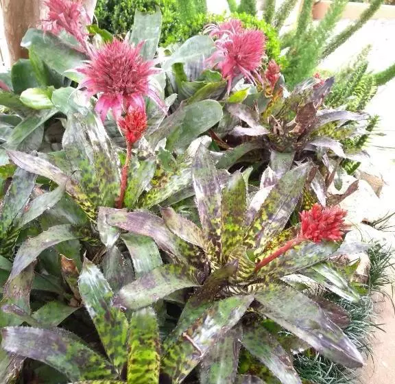 ペンション Pousada Neli