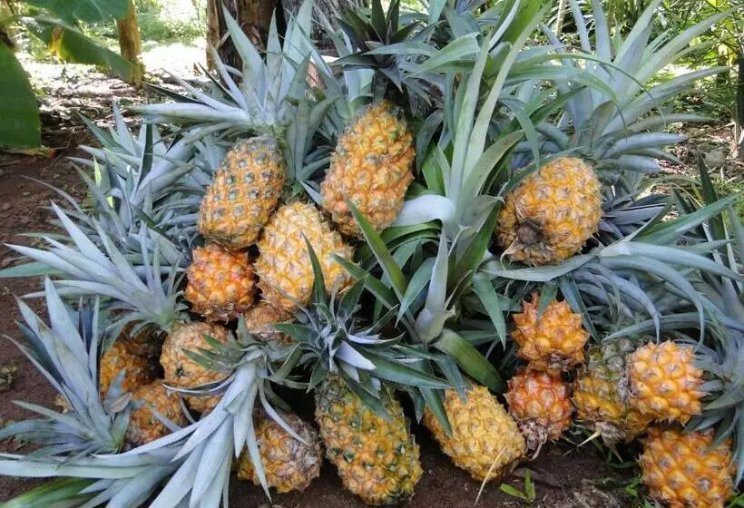 ホテル Yasí Yateré Reserva Agroecológica