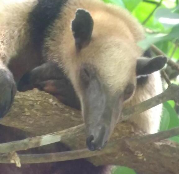 پانسیون Casita Happy Feet And Tours Corcovado