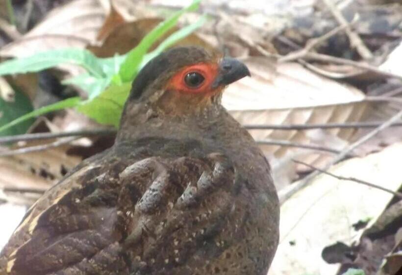 پانسیون Casita Happy Feet And Tours Corcovado