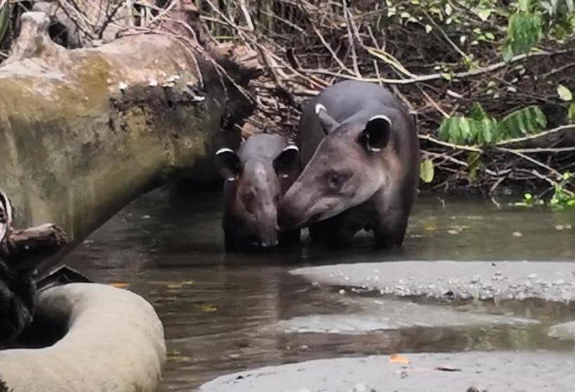 پانسیون Casita Happy Feet And Tours Corcovado