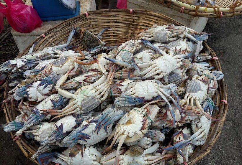 פנסיון Leatherback Beach Villa