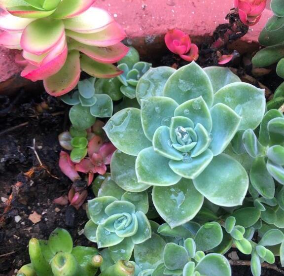 بنسيون Bluesky Arniston Guest House