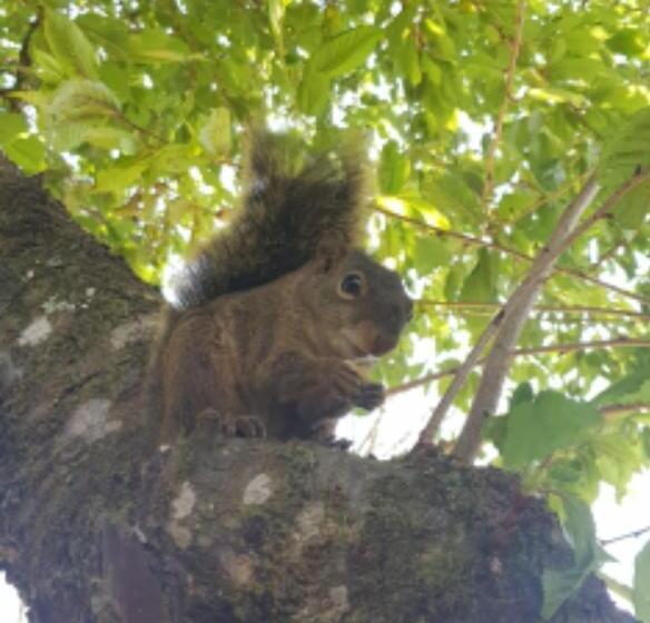 Pension Pousada Canto Do Sabiá
