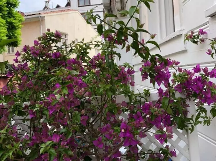 Heybeli Butik