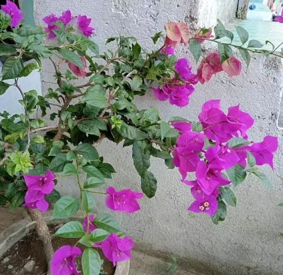 Majatalo Fun Family Guest House N Jungle Tour