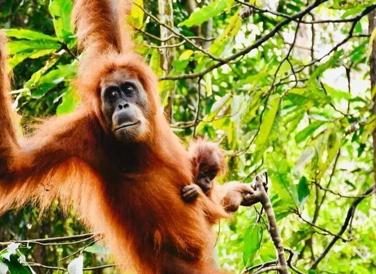 Majatalo Fun Family Guest House N Jungle Tour