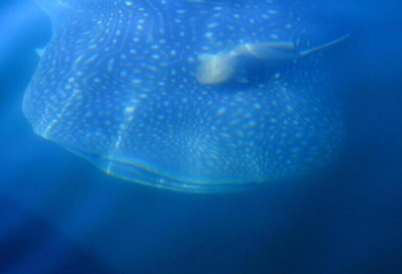 פנסיון Hillside Inn Sirocco