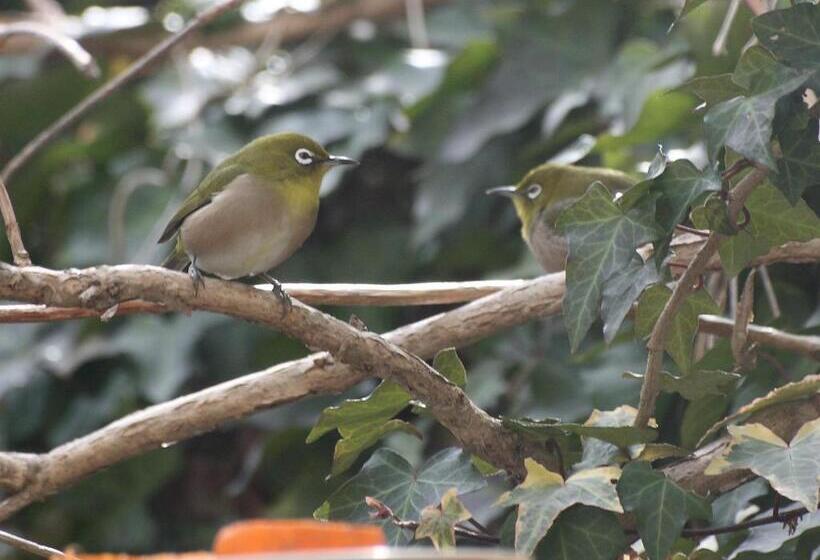 פנסיון Hillside Inn Sirocco