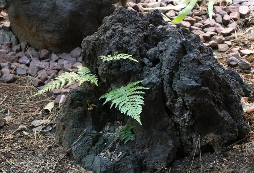 Pansiyon Hostel Ayame