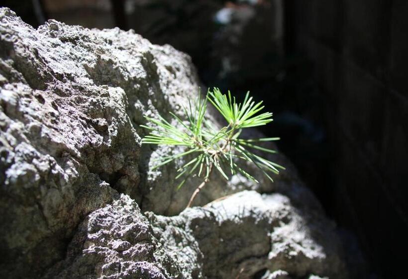 Pansiyon Hostel Ayame