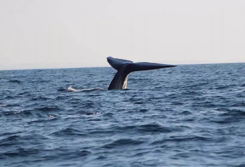 Colonial Surfing Villa Hostel & Home Stay