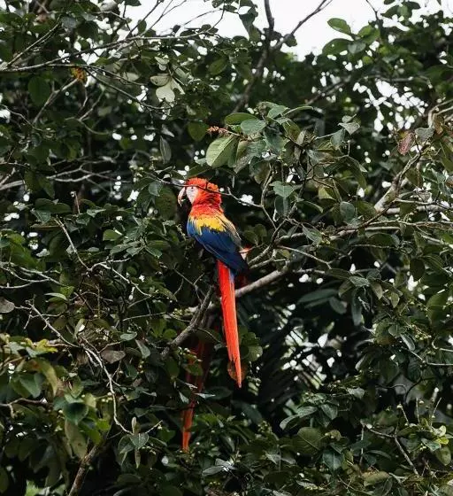 Majatalo Life For Life Hostel Drake Bay Home Of Sea Turtle Marine Conservation Project Osa Peninsula Near San