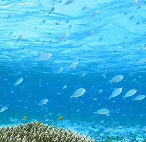 ペンション Shima Stay Holoholo