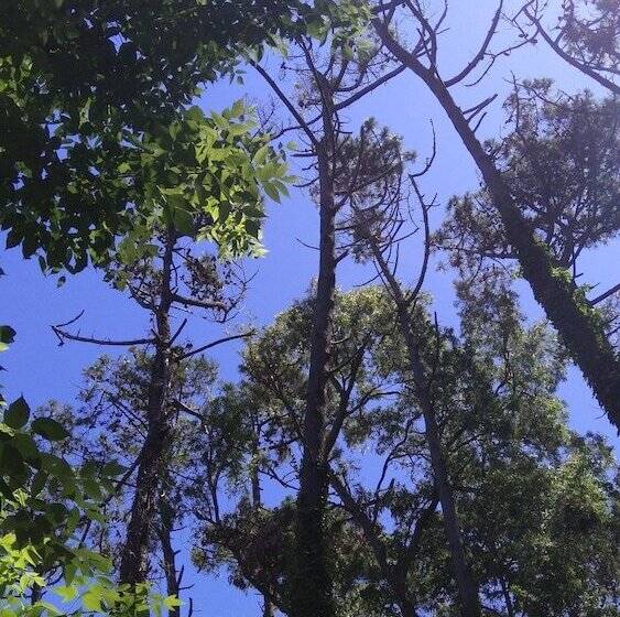 ペンション Hostería Las Grullas