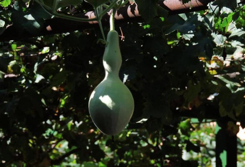 Apart Cabañas De La Plaza