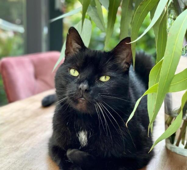 مبيت وإفطار Amsterdam Barangay