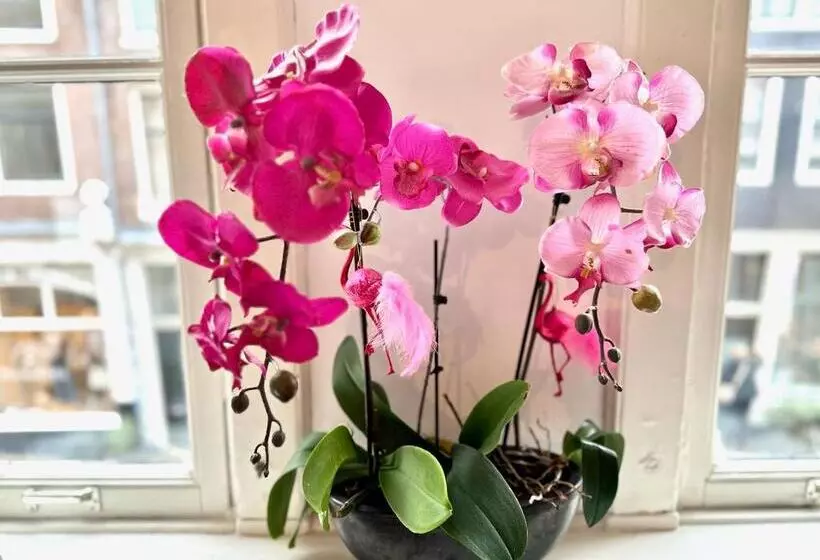 ベッドアンドブレックファースト Amsterdam Barangay