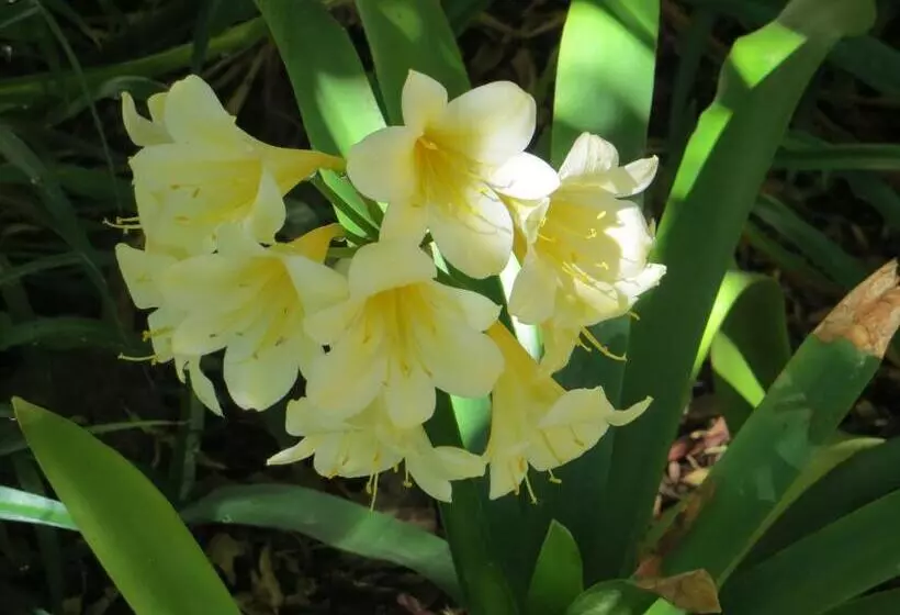 Majatalo Bougain Villa Guesthouse