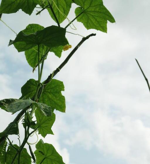 בית מלון כפרי Enshi Grand Canyon Chunlun Farmstay