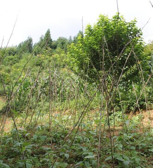 בית מלון כפרי Enshi Grand Canyon Chunlun Farmstay