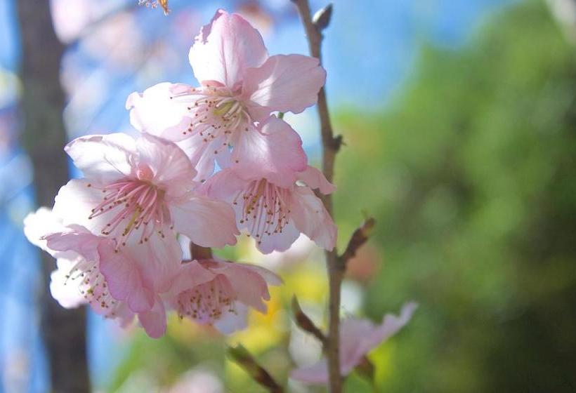 بنسيون Emy Pousada