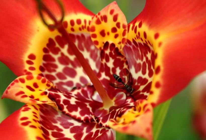 بنسيون Emy Pousada