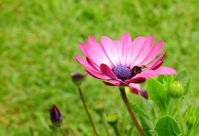 بنسيون Emy Pousada