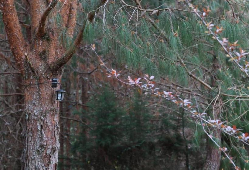 بنسيون Emy Pousada