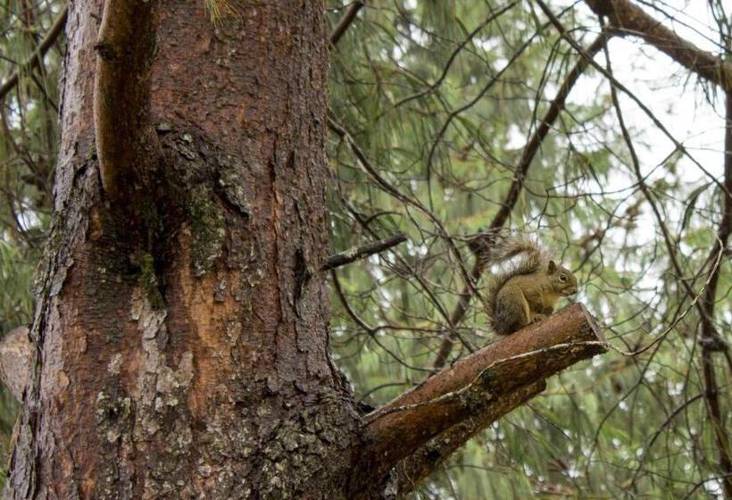 بنسيون Emy Pousada