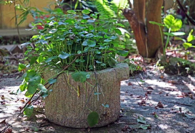 פנסיון Yangshuo Yinxiang Villa