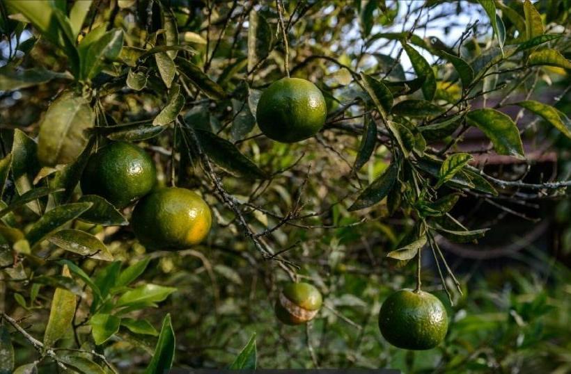 Hospedaria Abbud & Fernandez