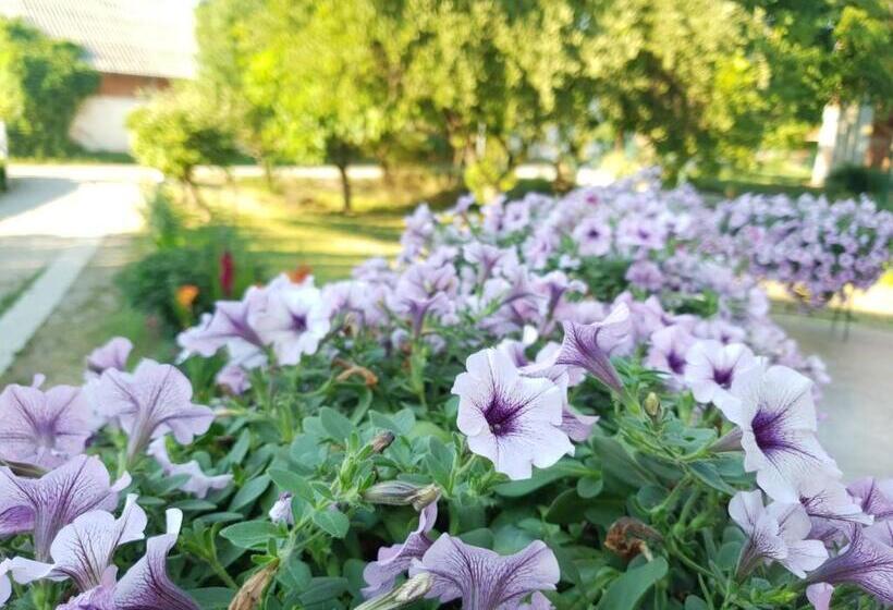 پانسیون Guest House Dimitrije