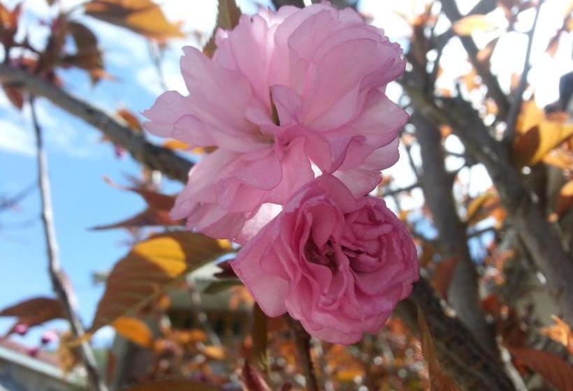 Pension Kevin's Trekker Inn