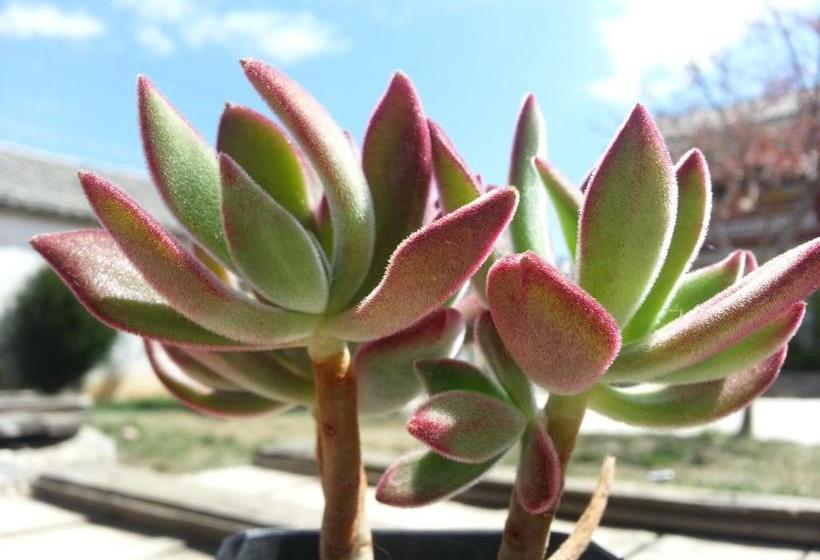 Pension Kevin's Trekker Inn