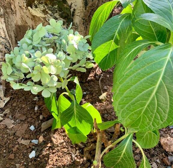 بنسيون Vila Flores Pousada