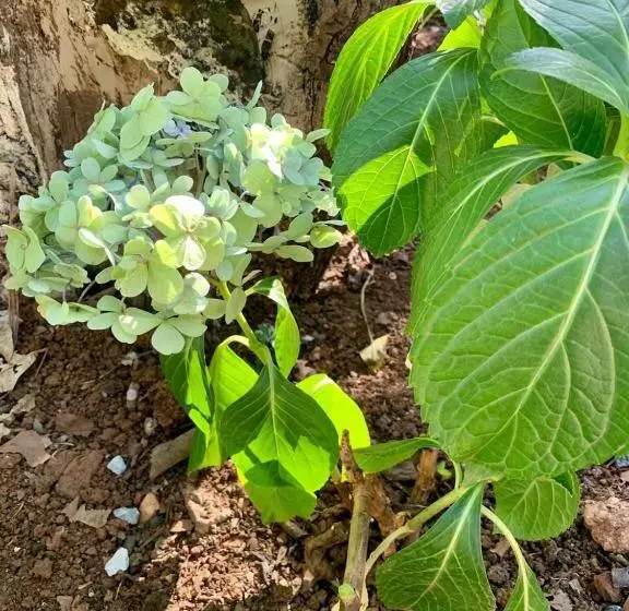 Majatalo Vila Flores Pousada