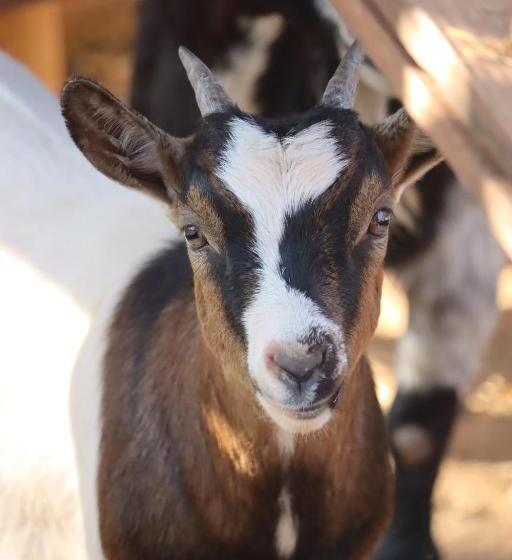 Общежитие Solar Maria Carolina